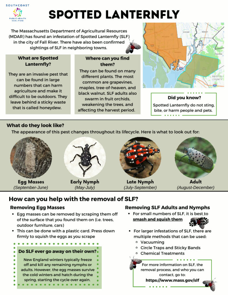 Spotter Lanternfly infographic with helpful information for identifying and removing SLFs